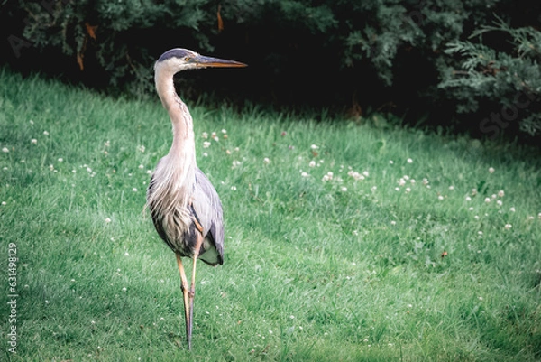 Obraz Great Blue Heron Portrait