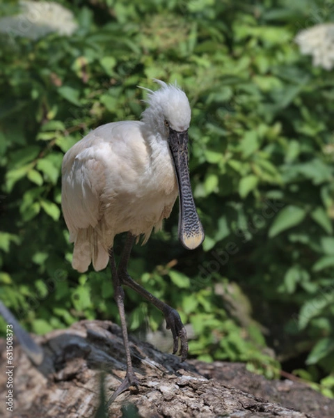 Obraz  Eurasian spoonbill perched on a log.