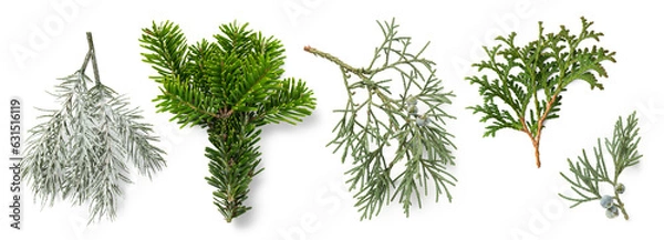 Fototapeta set / collection of evergreen fir tree and juniper twigs, isolated natural green design elements for Christmas, holiday, nature or winter backgrounds and layouts, cut-out PNG, top view / flat lay