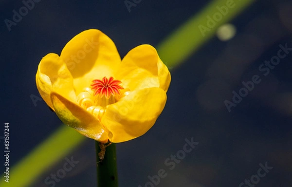 Obraz yellow daffodil flower