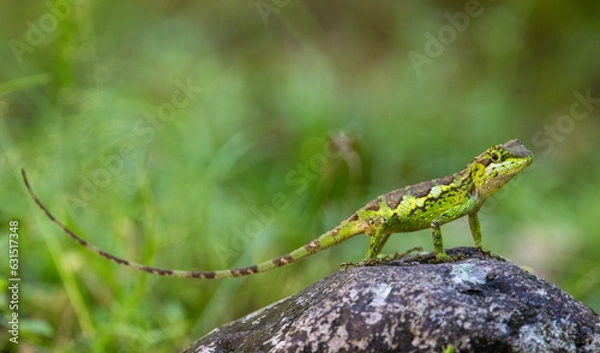 Obraz lizard on a leaf