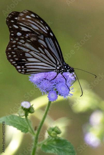 Obraz butterfly on flower