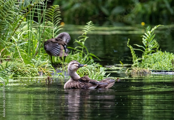 Obraz duck in the park