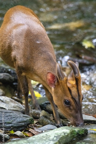 Fototapeta deer in the forest
