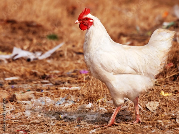 Obraz White Hen