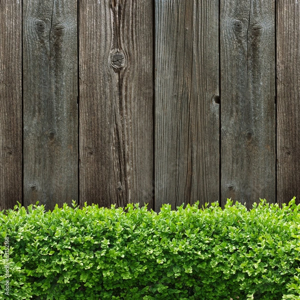 Obraz Buchsbaumhecke und Holzbretter