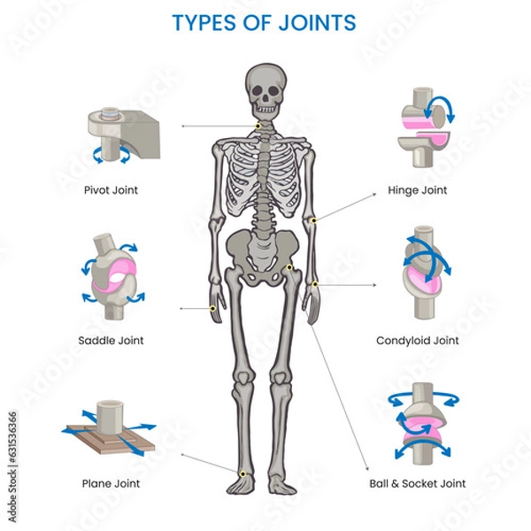 Fototapeta Types of joints in the human body include ball-and-socket, hinge, pivot, gliding, and saddle joints, facilitating various movements and flexibility
