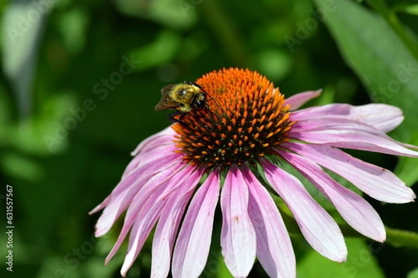 Obraz bee on a flower