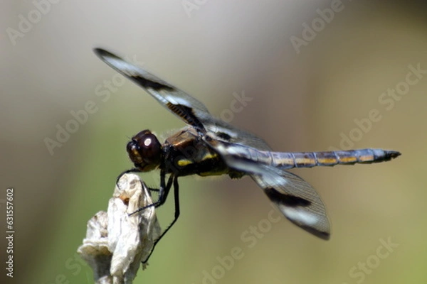 Obraz Twelve spotted dragonfly