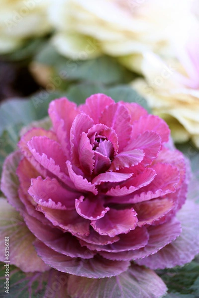 Obraz Ornamental cabbage