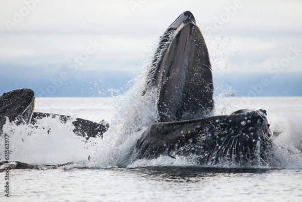 Obraz Incredible up close shot of a humpback whale bubble net feeding at the surface with open mouth, blasting through the surface of the water