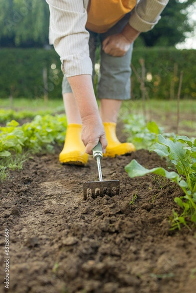 Fototapeta Young woman farmer works with a rake in a field in spring. Preparing the soil before planting. Close-up of a rake in the hands of a woman. High quality photo