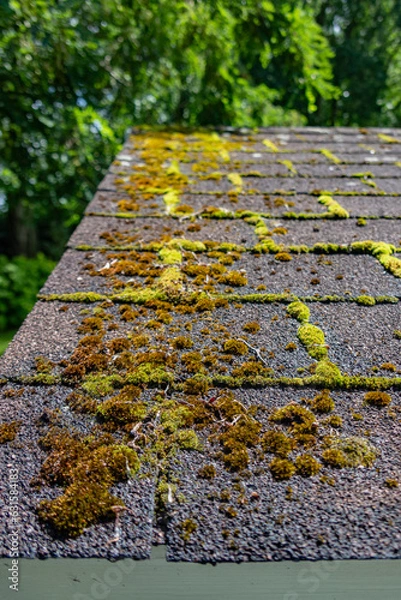 Obraz mousse sur ardoises d'un toit