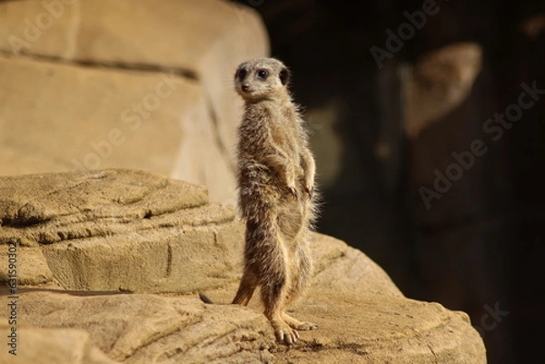 Fototapeta Meerkat