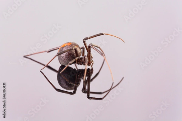 Obraz Australian Female Redback Spider side view walking