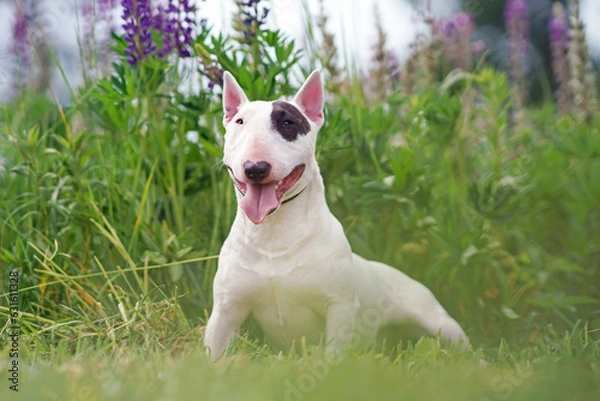 Fototapeta White with a brown patch Bull Terrier dog posing outdoors lying down in a green grass with violet lupine flowers in summer
