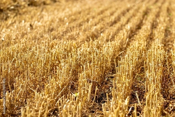 Fototapeta golden wheat stubble