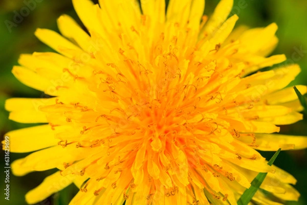 Fototapeta Macro closeup image of a plant