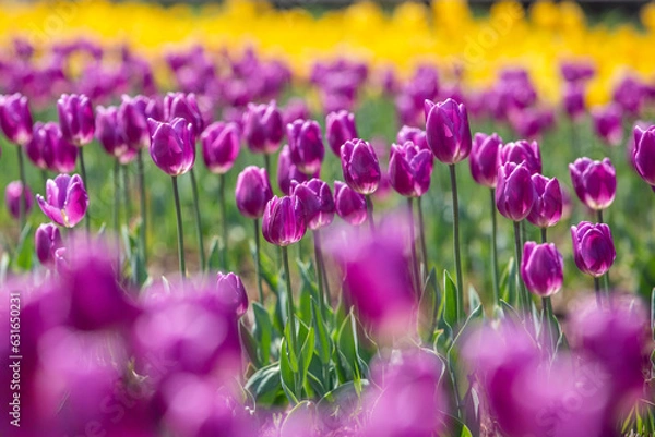 Obraz 紫色の綺麗なチューリップ