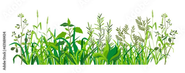 Obraz Grass with leaves, weed and herbs rural areas