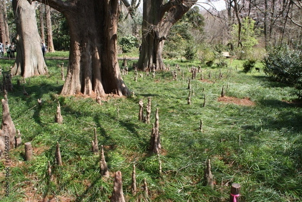 Fototapeta trees in the forest