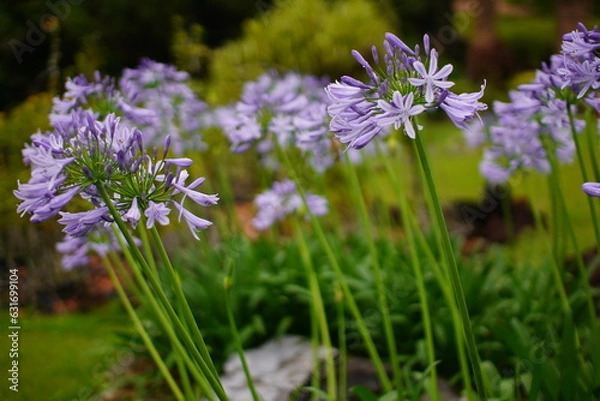 Fototapeta 群生したアガパンサスの花