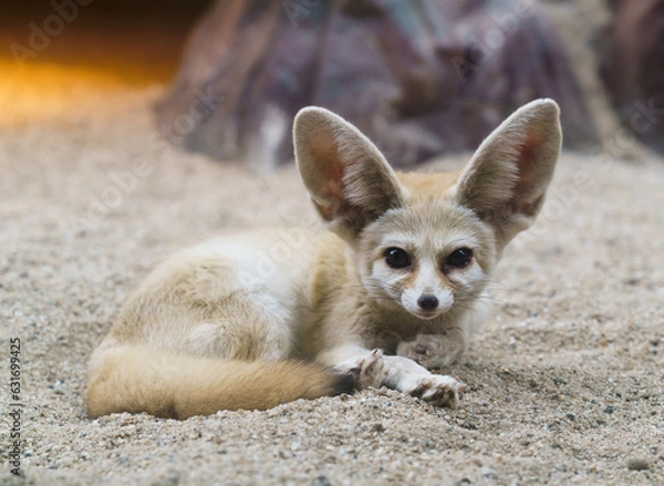 Fototapeta fennec fox (Vulpes zerda)