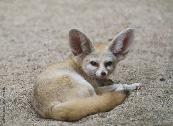 Obraz fennec fox (Vulpes zerda)