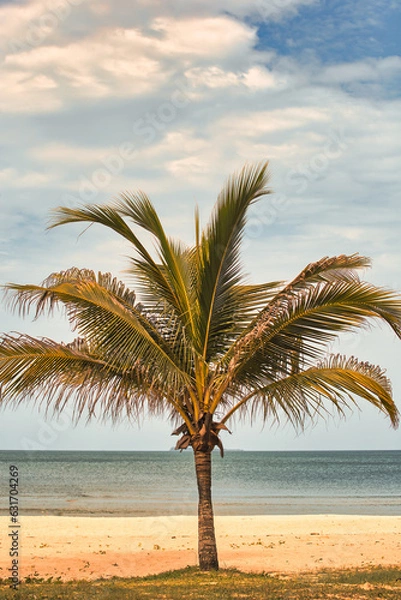 Obraz Coconut trees by the sea against a clear sky