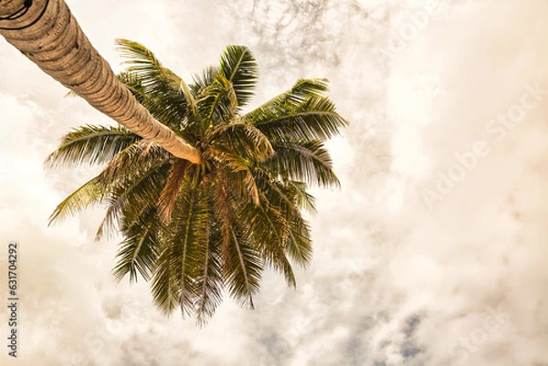 Obraz Coconut trees by the sea against a clear sky