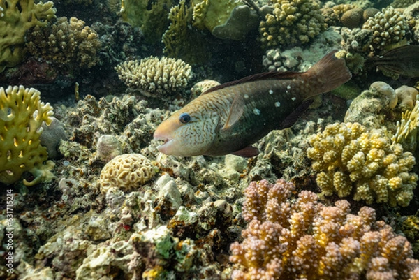 Fototapeta Bullethead Parrotfish (Chlorurus spilurus), Red Sea, Marsa Alam, Abu Dabbab Bay, Egypt. Wildlife underwater photography.