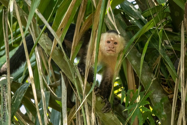Fototapeta White-faced capuchin (Cebus capucinus), wildlife photography, Boca Tapada, Costa Rica.