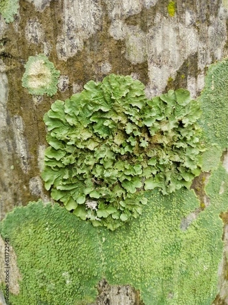 Obraz green moss on the wall