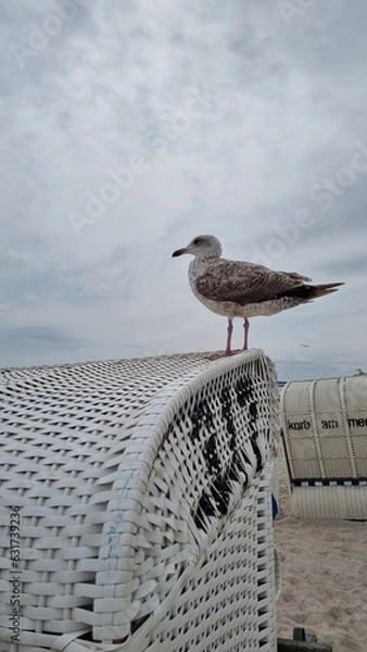 Fototapeta Möve und Strandkorb