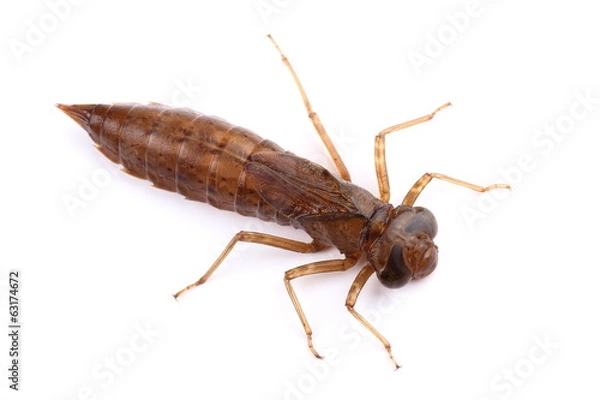Obraz Larwa ważki na białym tle