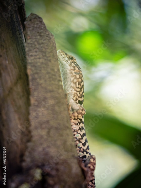 Fototapeta Lagarto subiendo por un árbol 