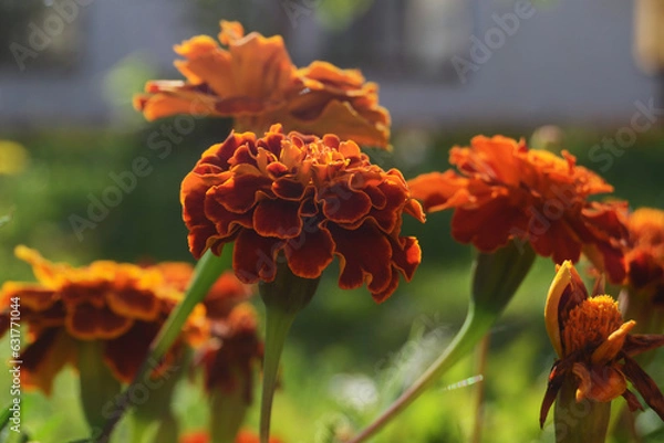 Obraz Tagetes flowers