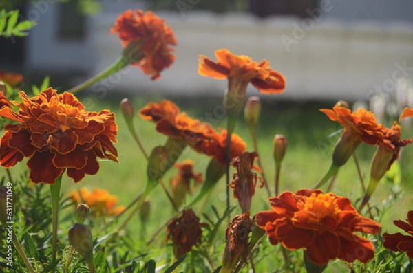 Obraz Marigolds