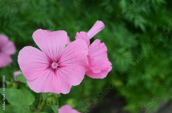 Obraz Violet flowers