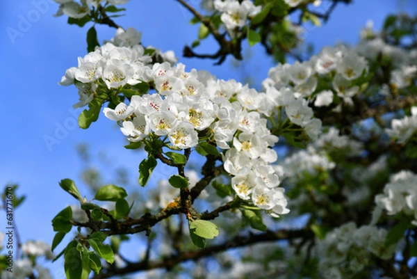 Obraz Alter Birnbaum mit weißen Blüten