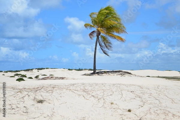 Obraz Suszony namorzyn