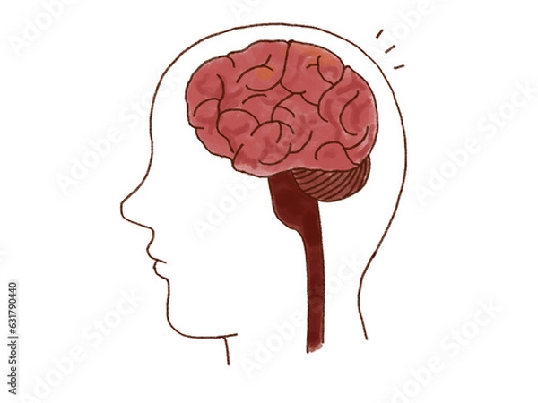 Obraz わかりやすい脳のイラスト