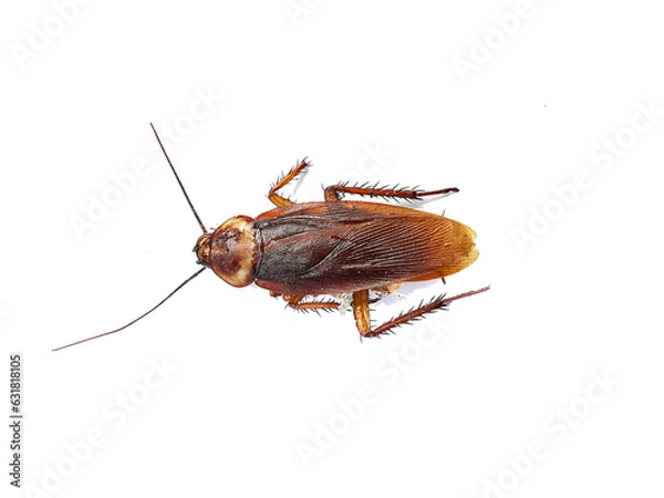 Obraz Dead cockroaches on white background2