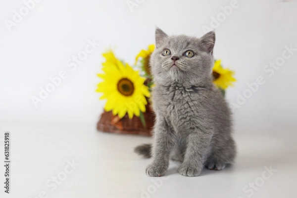 Fototapeta Cute kitten play with sunflowers. British shorthair cat isolated on white background