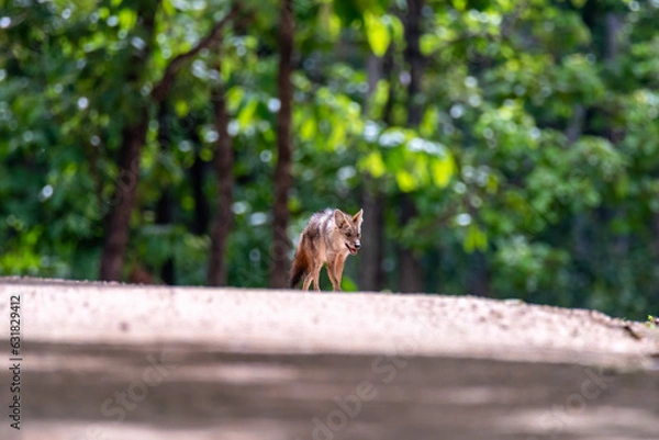 Fototapeta wildlife photo of Canis aureus indicus, Thai jackal, predator from canis family, standing on sandy road against green forest background. Side view. Traveling Thailand, Huai Kha Khaeng.