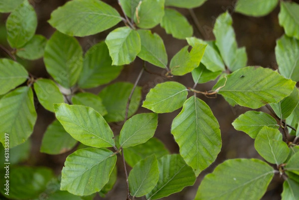 Obraz green leaves background