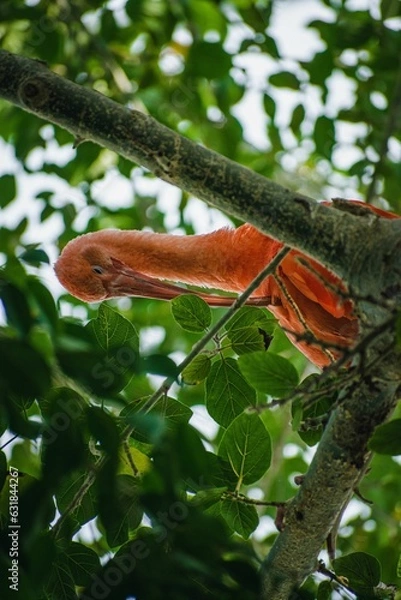 Fototapeta Beautiful shot of a scarlet ibis on a tree
