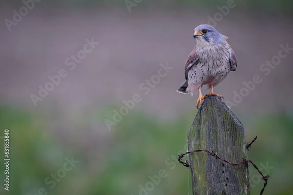 Obraz Male Kestrel bird of prey perched on a fence post