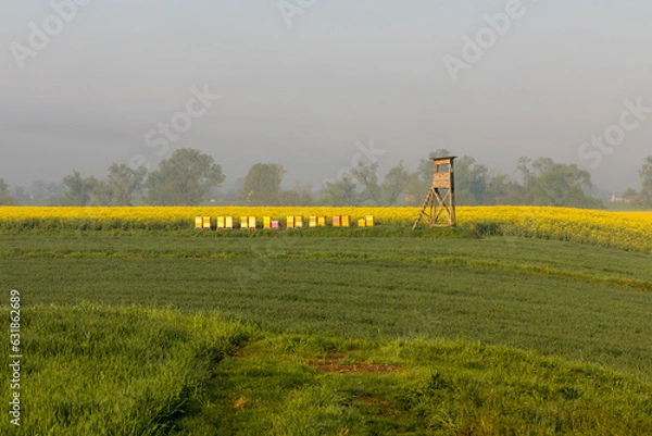 Fototapeta A hunting ambush next to a bee apiary with a blooming rapeseed field in the background.