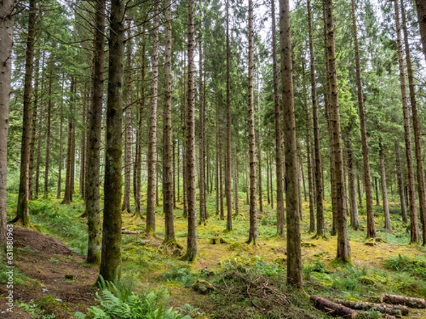 Fototapeta Views of tall fir trees on the way to Conic Hill, Scotland